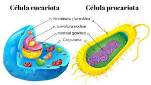 Clasificación de células